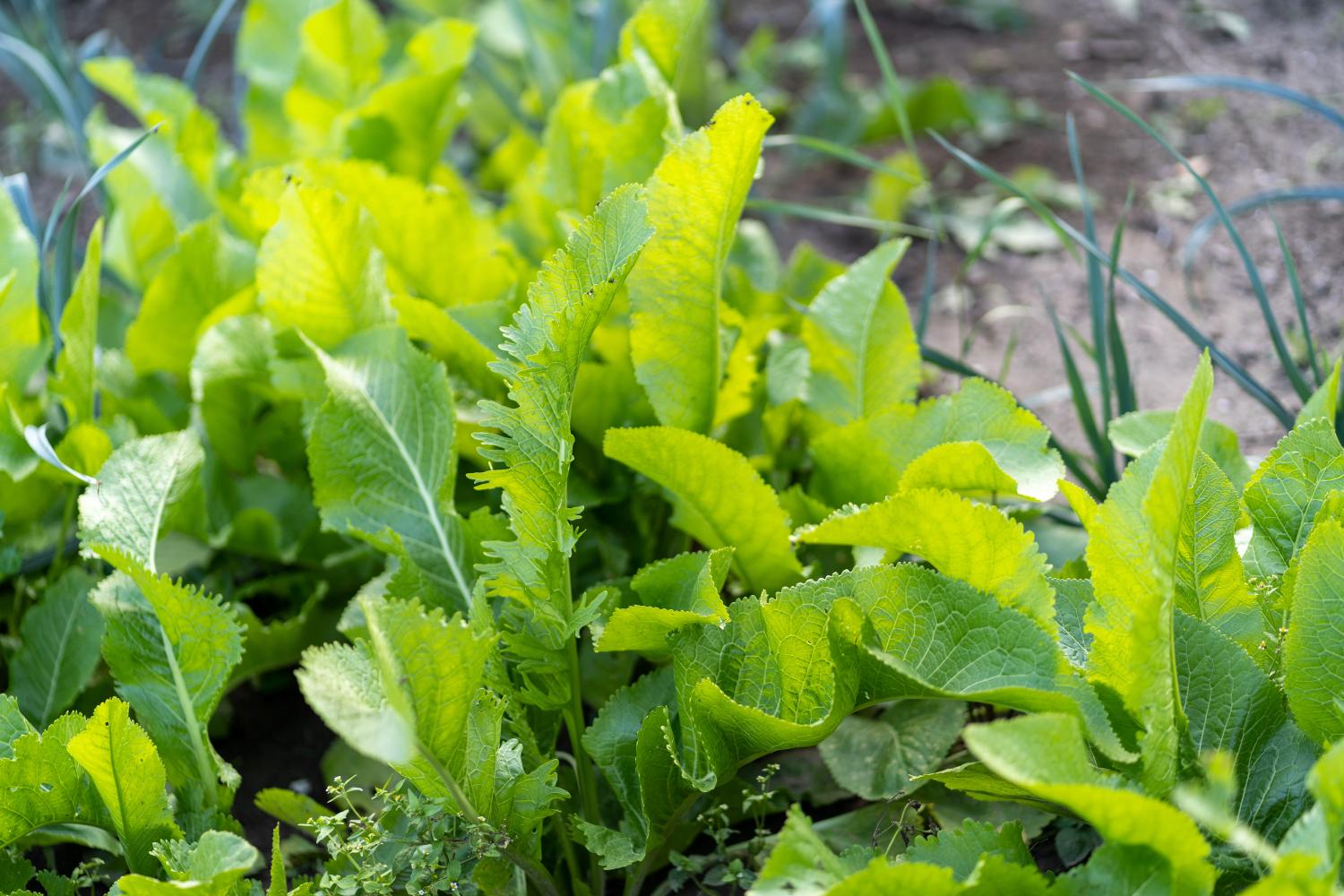 How to Grow and Care For Horseradish in The UK